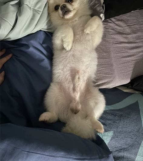 借配 小型博美 纯情小处男 苏州姑苏区 感...