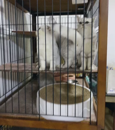 大毛二毛三毛都养不起了(   )孩儿她妈都...