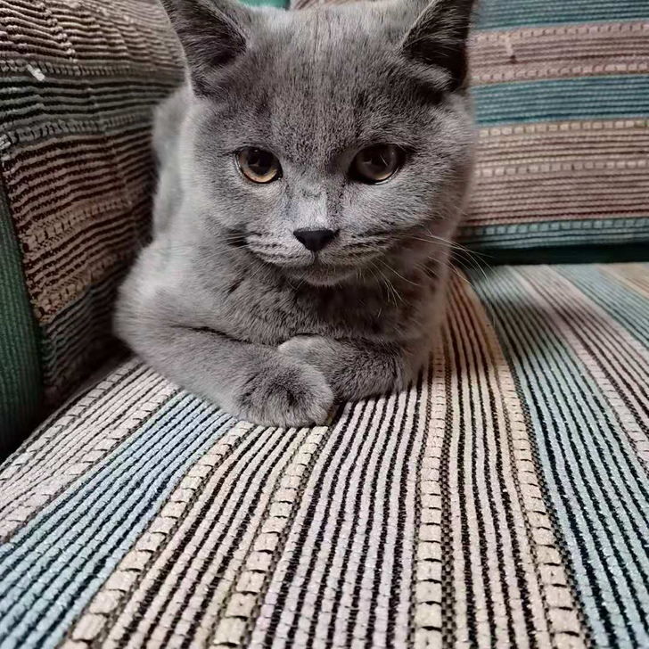 台式电脑换外星人m15以上技嘉2060显卡...