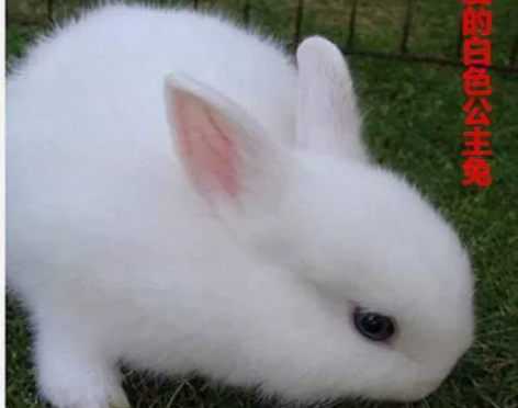 特价！可爱家养宠物兔，白雪公主，小朋友童年...