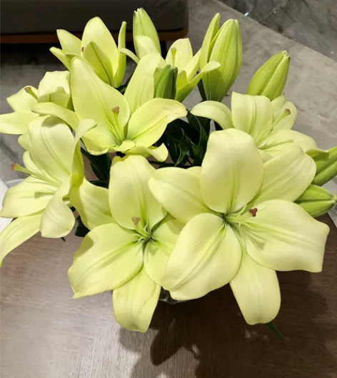 绿色亚百合（童年）：清新的抹茶绿 多头10...