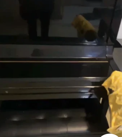 DIAPASON 钢琴 海湾城电梯楼自提?...