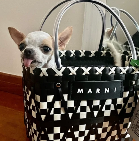 慈善款菜篮子包包熊猫黑白格编织包女士手提包...