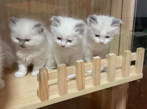 布偶猫，也被称为布拉多尔猫，原产于美国，是...