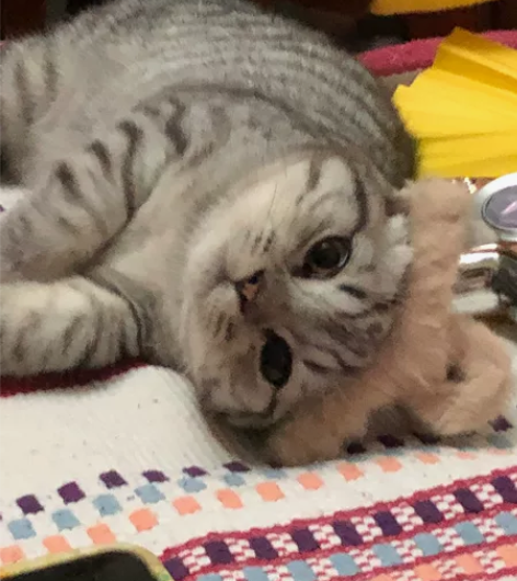 1岁大英短虎斑弟弟，非常健康，已经打齐疫苗...