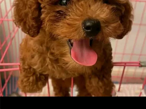 泰迪幼犬两个多月了，狗狗非常健康活泼，适合...