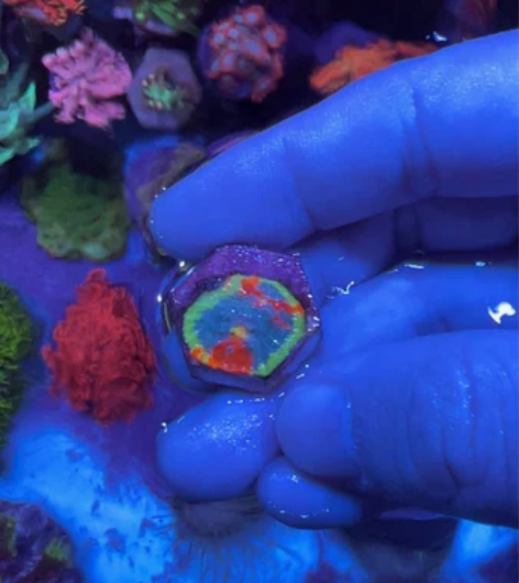 调色盘珊瑚 感兴趣的话点“我想要”和我私聊...