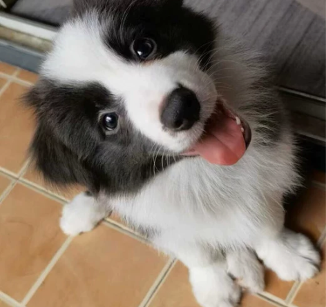 多了没时间照顾，一窝边牧幼犬急寻有爱小主。...