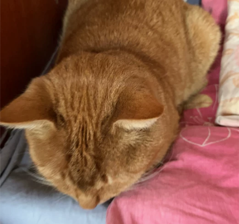 即将满月的小橘猫，找新家咯，图为猫妈妈，纯...