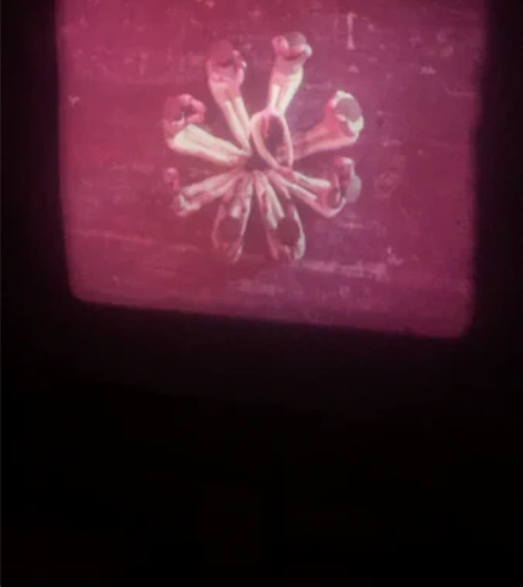 16毫米纪录片《兵演兵》，全4本全原护，鉴...