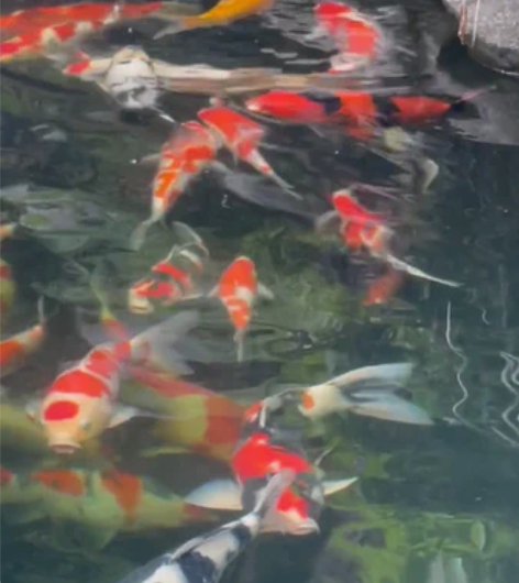 重庆私家庭院减密出部分锦鲤,都是进口非常精...
