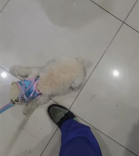 小比熊 2个多月带笼子尿不湿窝玩具啥的不是...