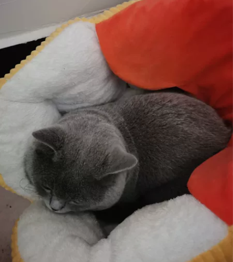 英短蓝猫,4个月,疫苗两针 感兴趣的话点...