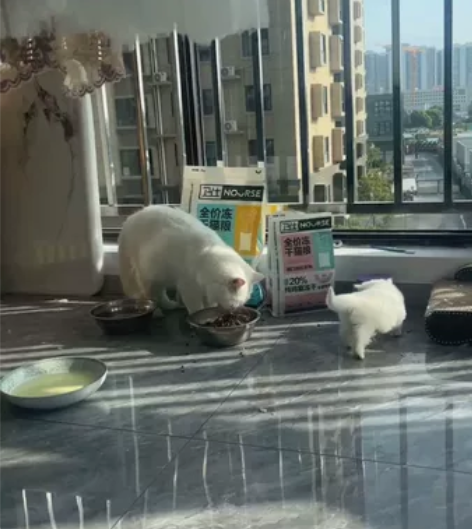 一窝小猫崽子，一个多月，会喝奶粉，会吃猫粮...