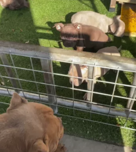 一群小恶霸犬憨憨，非常可爱的家庭伴侣犬。性...