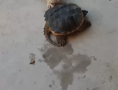 法斗狗狗,家庭原因实在是不能继续照顾,法斗,一岁半左右的新母... 法斗狗狗,家庭原因实在是不能继续照顾,法斗,一岁半左右的新母...