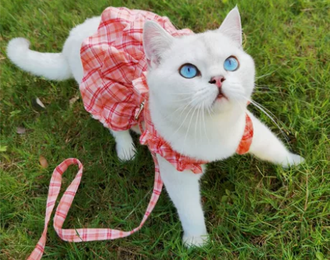 宠物带牵引绳衣服式猫咪夏季薄款小猫猫狗狗防...