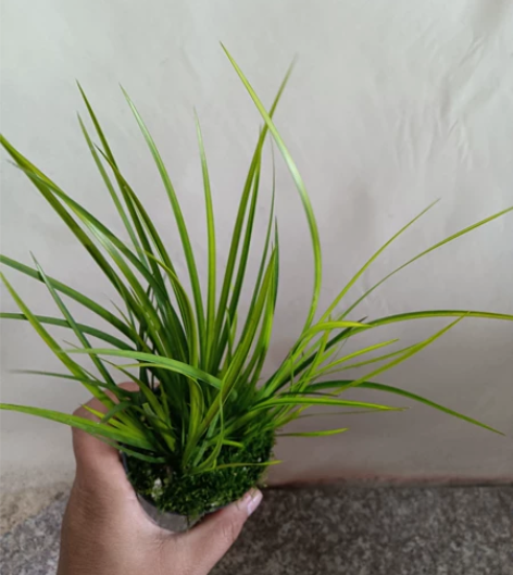 胧月菖蒲超靓,株型飘郁好养活,新店开业,3...