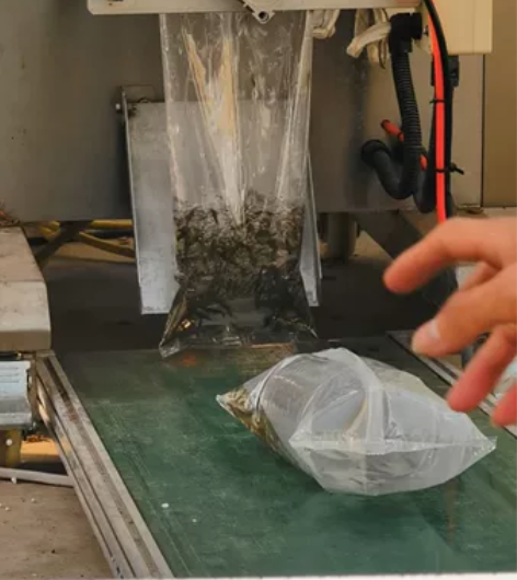 黑壳虾，除藻虾，草缸，辣椒榕除藻，乌龟雷龙...