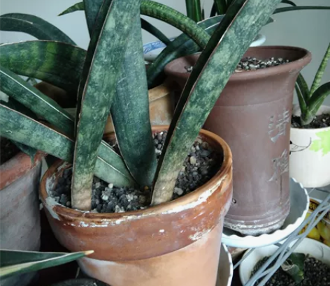 四片叶子的棒球杆，母本带点锦，这颗不带。正...