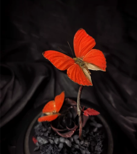 【红与黑】蝴蝶标本|永生花|创意礼物|博物...