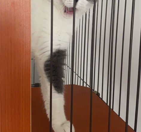 我在辽宁阜新细河区，如您有猫咪出差不能带走...