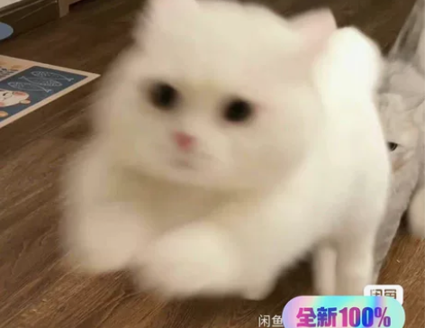 价格50一次，一只猫！！！！！！  外出无...