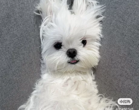 科幻万物 列表有爱可买可换～都来问问问吧