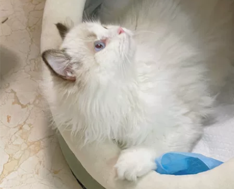 布偶猫，标价即卖价，在南京 2200买的，...