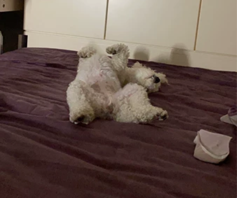 梅河口市内寄养小狗狗，一天遛三次，晚上睡床...