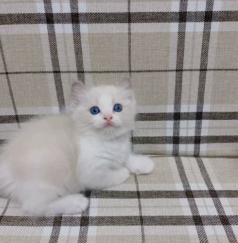 家养布偶幼猫公母都有， 布偶小猫找家长～ ...