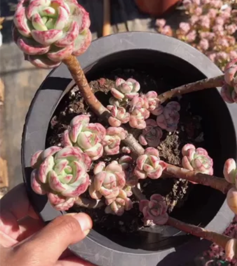 香草老庄带血斑飘枝，58包邮 感兴趣的话点...