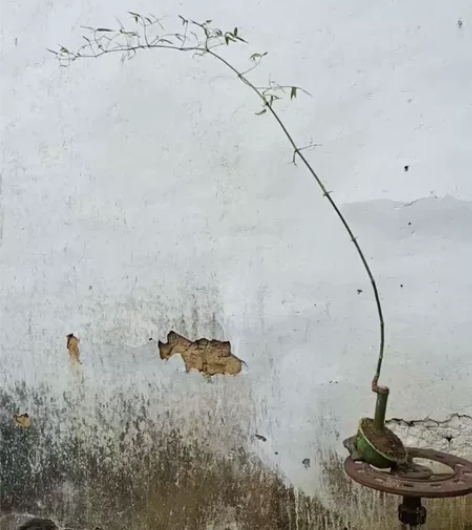 簕竹盆景，高130飘长190，原泥原盆邮 ...