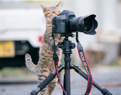 适马16 1.4，8成新，索尼E口，用不惯...