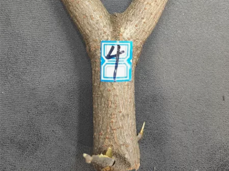 弹弓叉 弹弓 原木 东北荒山老木头4号 感...