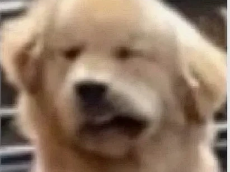 【慢收】ns 剑为君舞 终远 君雪 cmf...