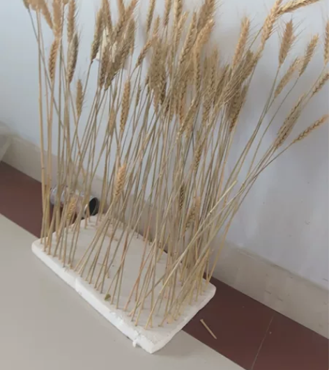 小麦插花 干小麦啊哈