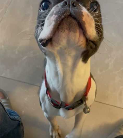 寻富裕家庭领养,双血统波士顿弟弟,一岁多了...