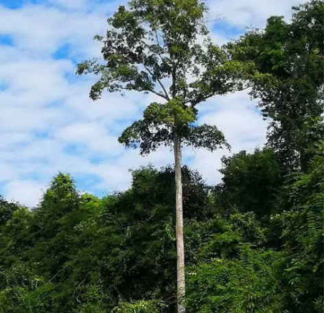 西双版纳望天树套票 费用包含：园区大门票+...