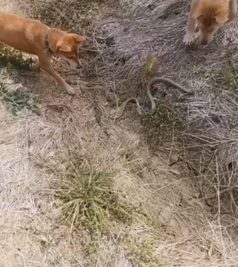 田园犬，大黄，猎犬，蛇狗  感兴趣的话点“...