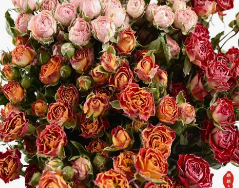 云南干花蔷薇干花多头钻石小玫瑰客厅、办公
