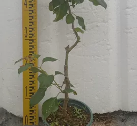 暗斑夕阳红，原生老苗，超级勤花品种，养飘好...