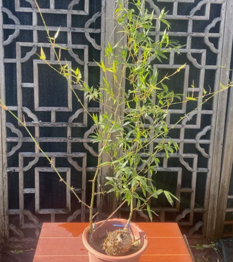 36号小叶簕竹 熟桩 飘枝长度80CM 包...