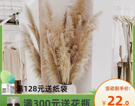天然芦苇干花网红真花花束客厅摆设蒲苇鲜花