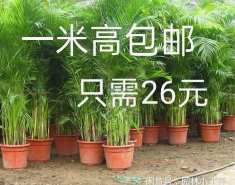 特价【1米高度26元】大型散尾葵盆栽凤尾竹...