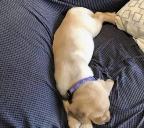 自提自家养的拉布拉多幼犬，拉不拉多幼犬宠物...