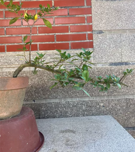 飘枝老庄桅子花，造型独特，长60高55，喜...