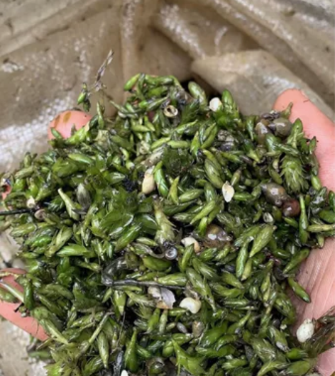 精品轮叶黑藻芽孢,虾蟹塘口专养草籽,每亩3...