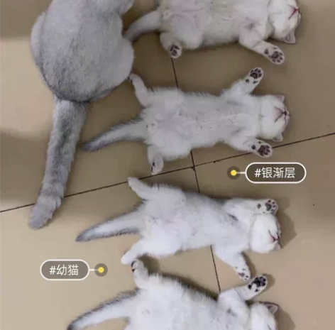 意外怀孕不能养了，自己屋头的，本来说工作忙...