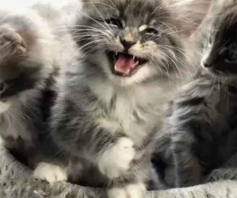 缅因猫，家里一窝缅因小猫，可以上门看猫 已...